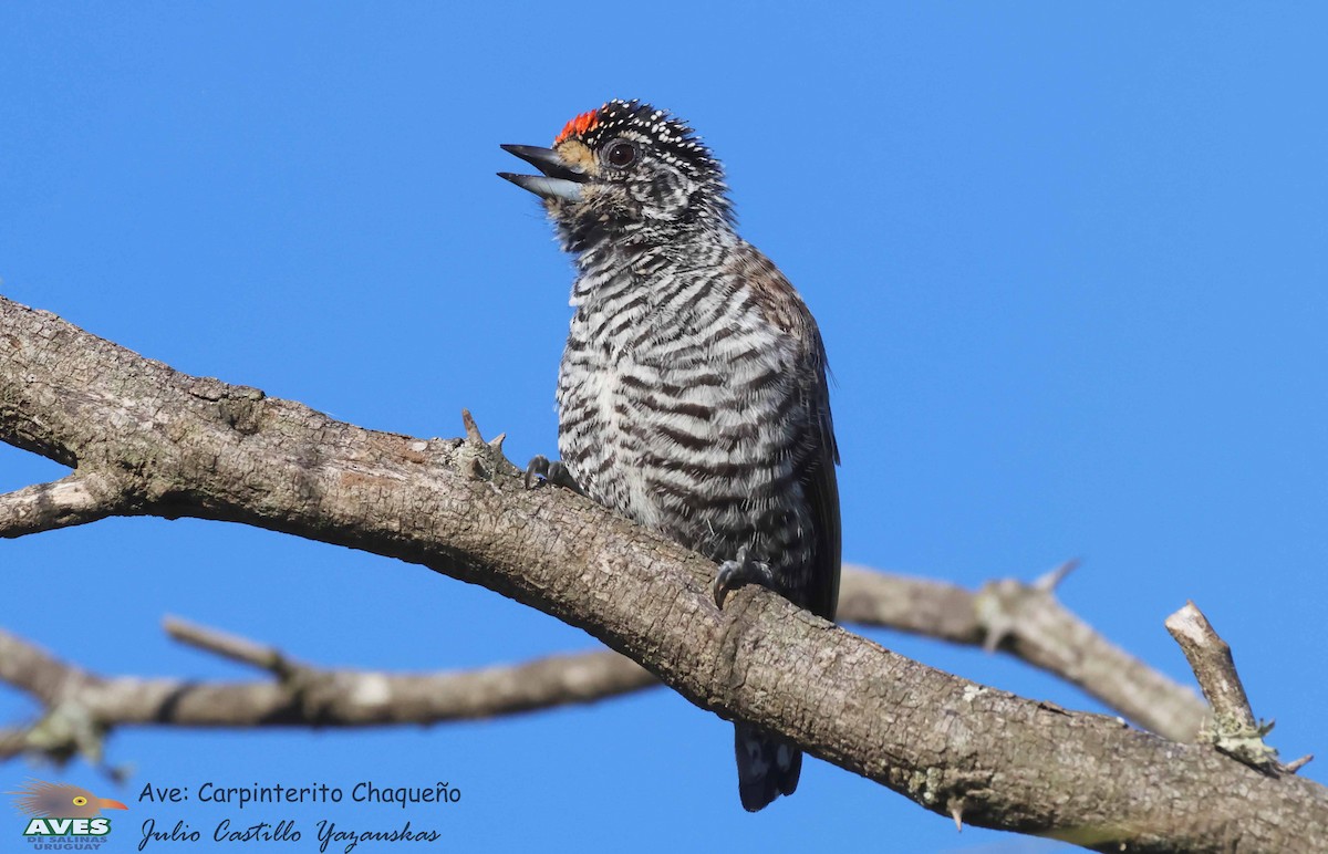 White-barred Piculet - ML600126781