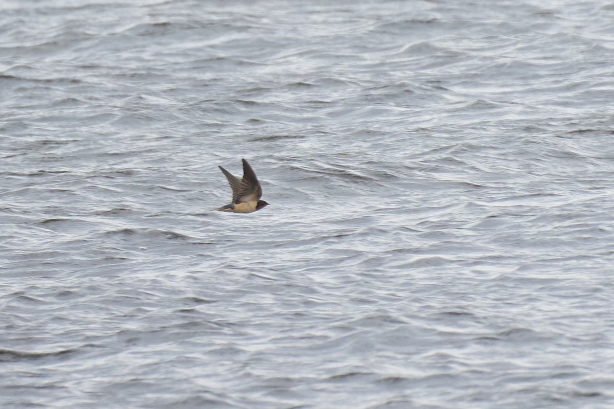 Golondrina Común - ML600126931