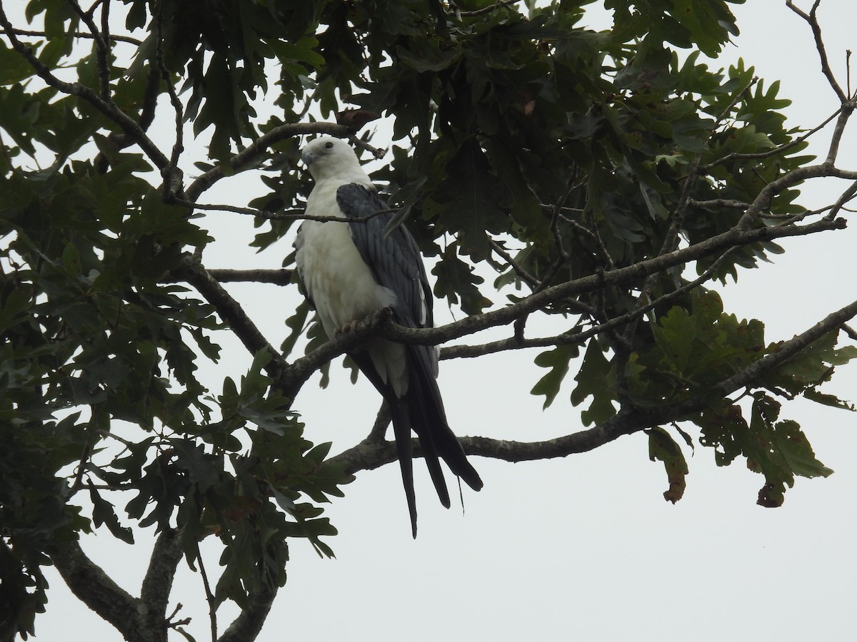 Swallow-tailed Kite - ML600127191