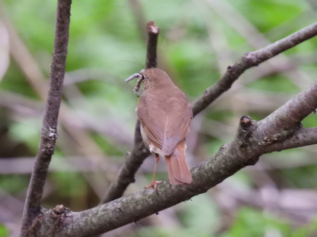 Hermit Thrush - ML600128221