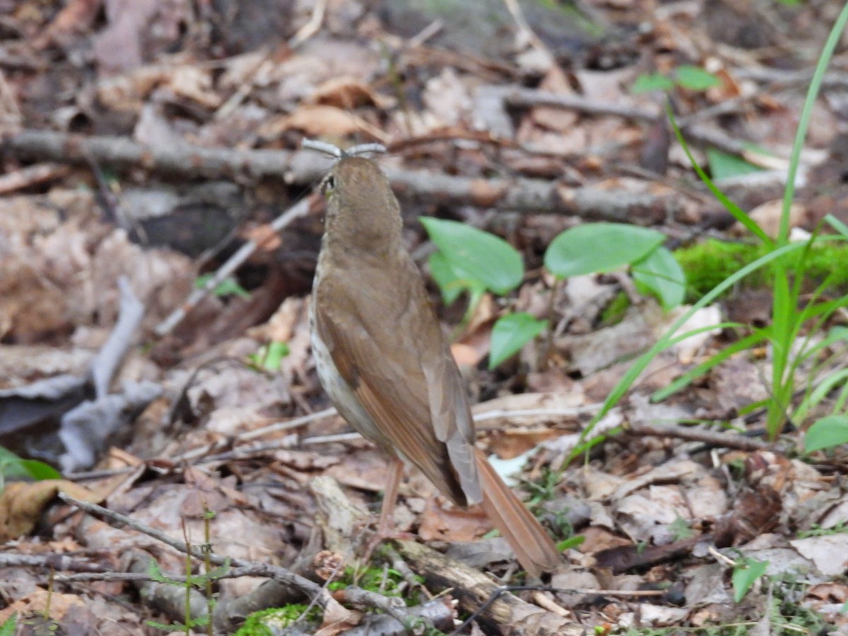 Hermit Thrush - ML600128231