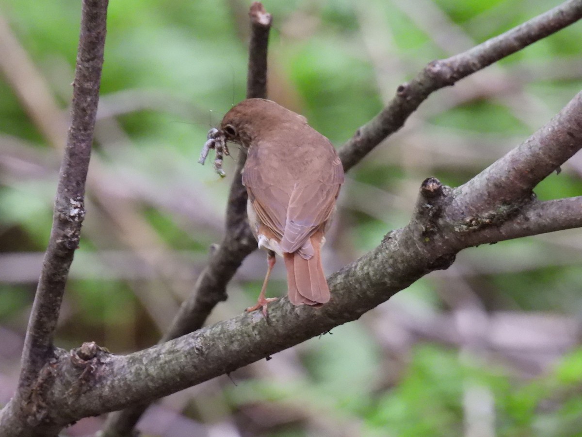 Hermit Thrush - ML600128241