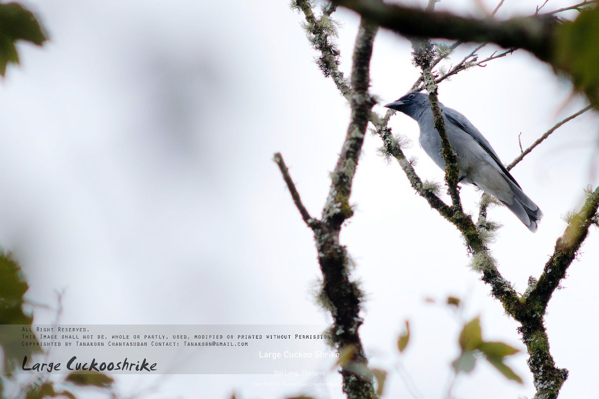 Large Cuckooshrike - ML600128371