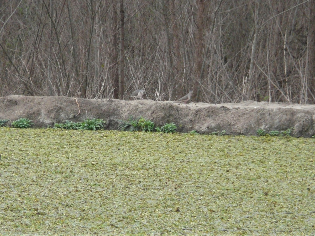 White-tipped Dove - ML600129561