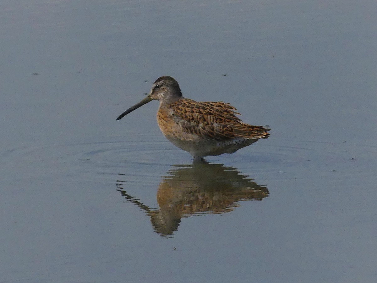 Short-billed Dowitcher - Vincent  T Cottrell