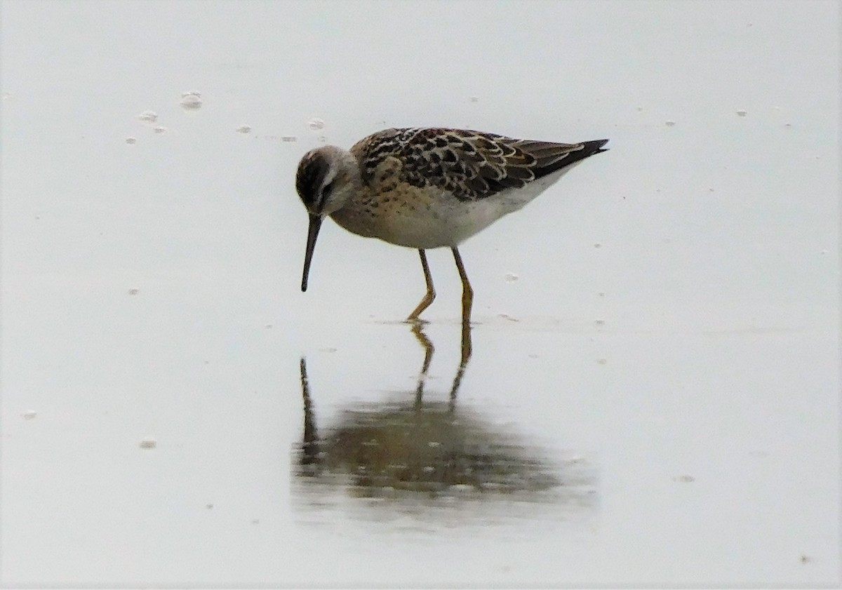 Stilt Sandpiper - ML600129721