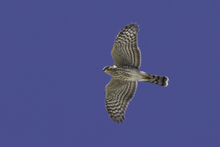 Sharp-shinned Hawk - ML600130111