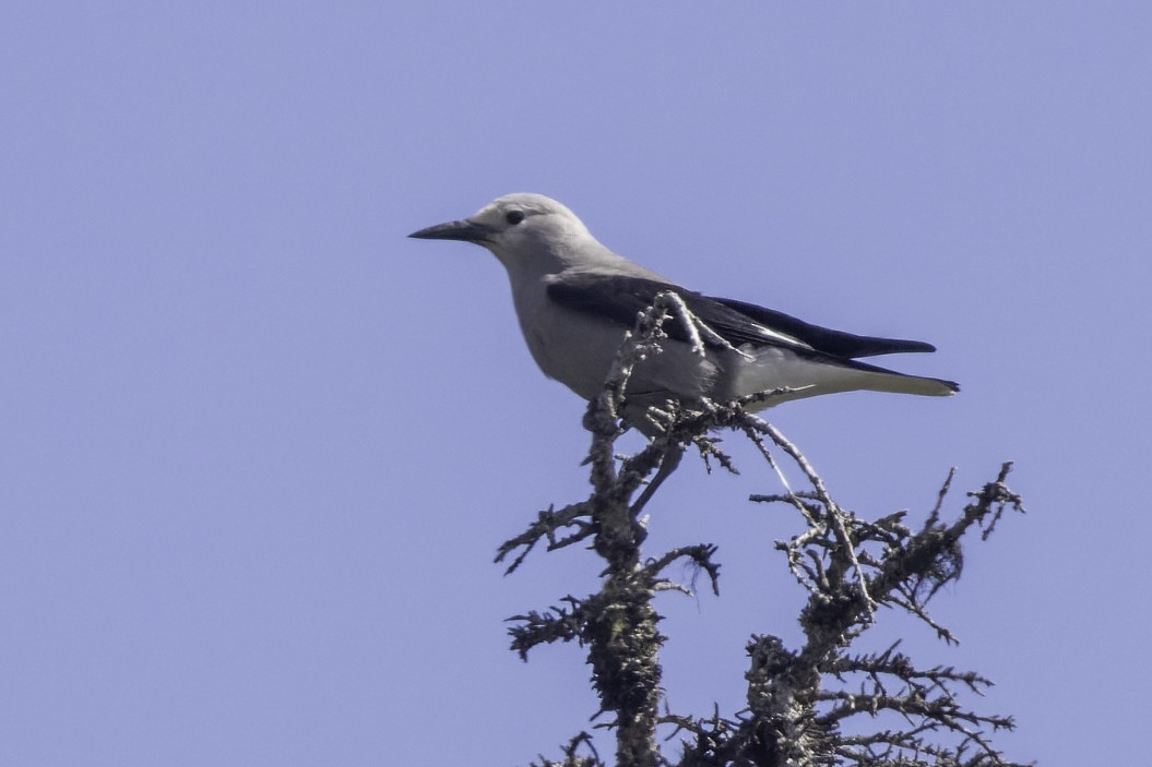 konglekråke - ML600130121