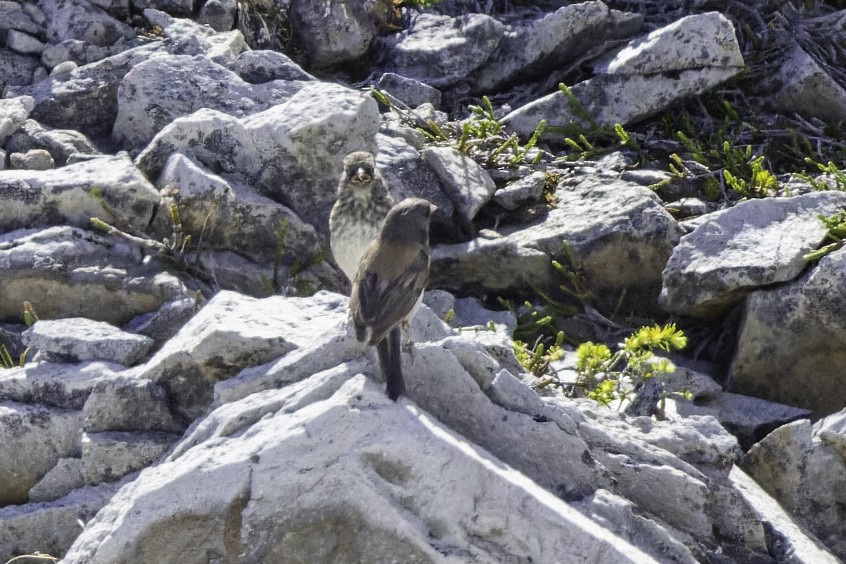 Junco ardoisé - ML600130371