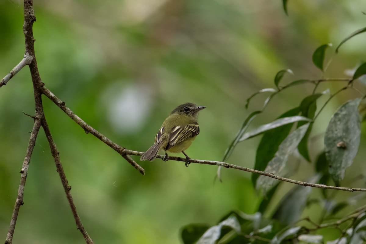 Yellow-olive Flatbill (Yellow-olive) - ML600130991