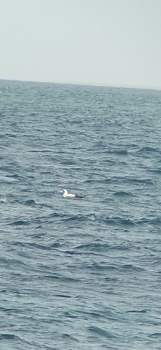 Masked Booby - ML600131251