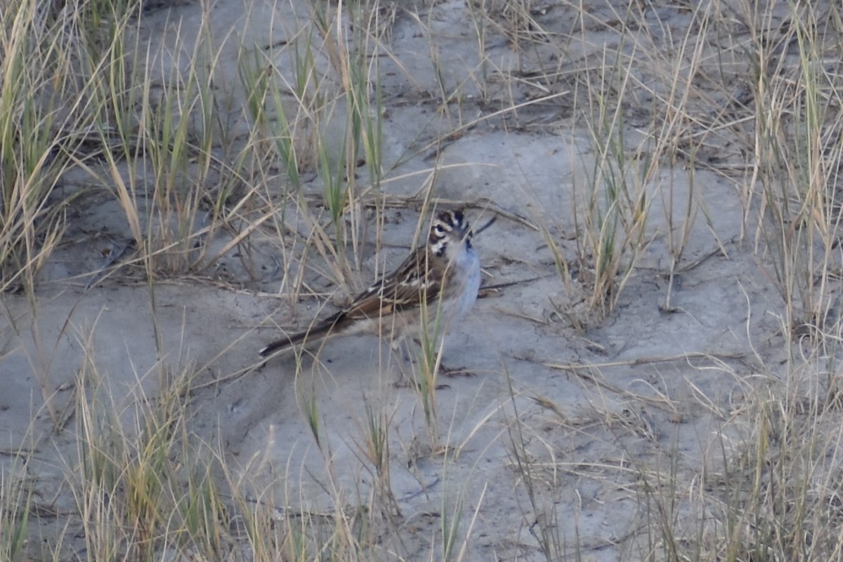 Lark Sparrow - Jason Leduc