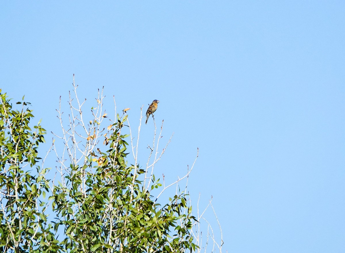 Blue Grosbeak - ML600133921