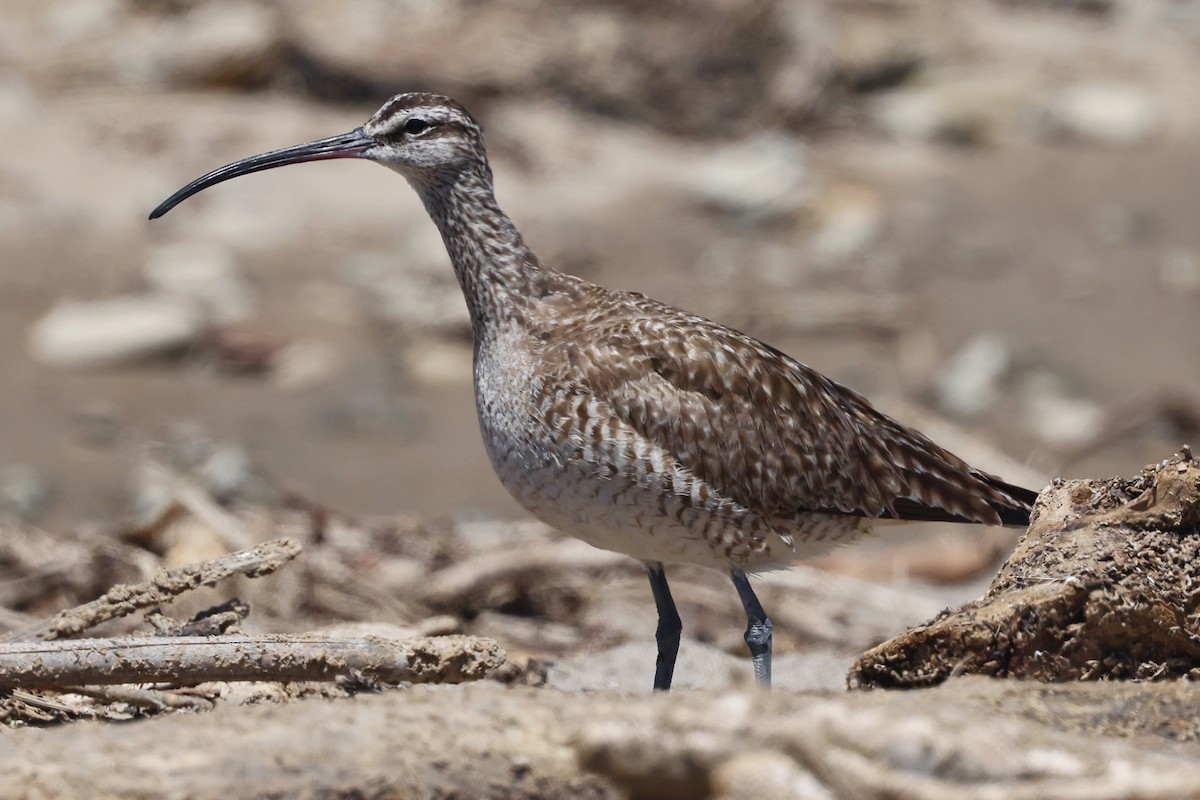 Whimbrel (Hudsonian) - ML600134151