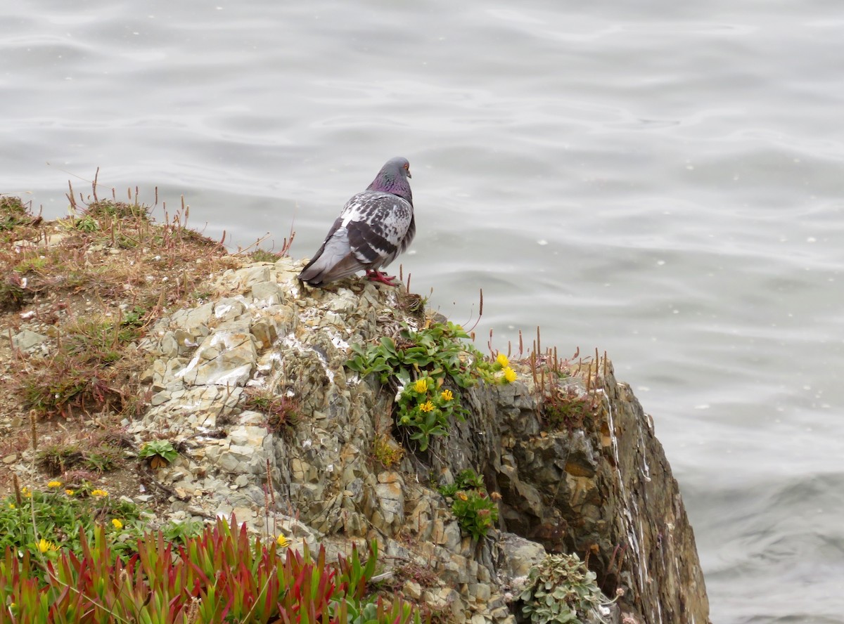 Rock Pigeon (Feral Pigeon) - ML600135631