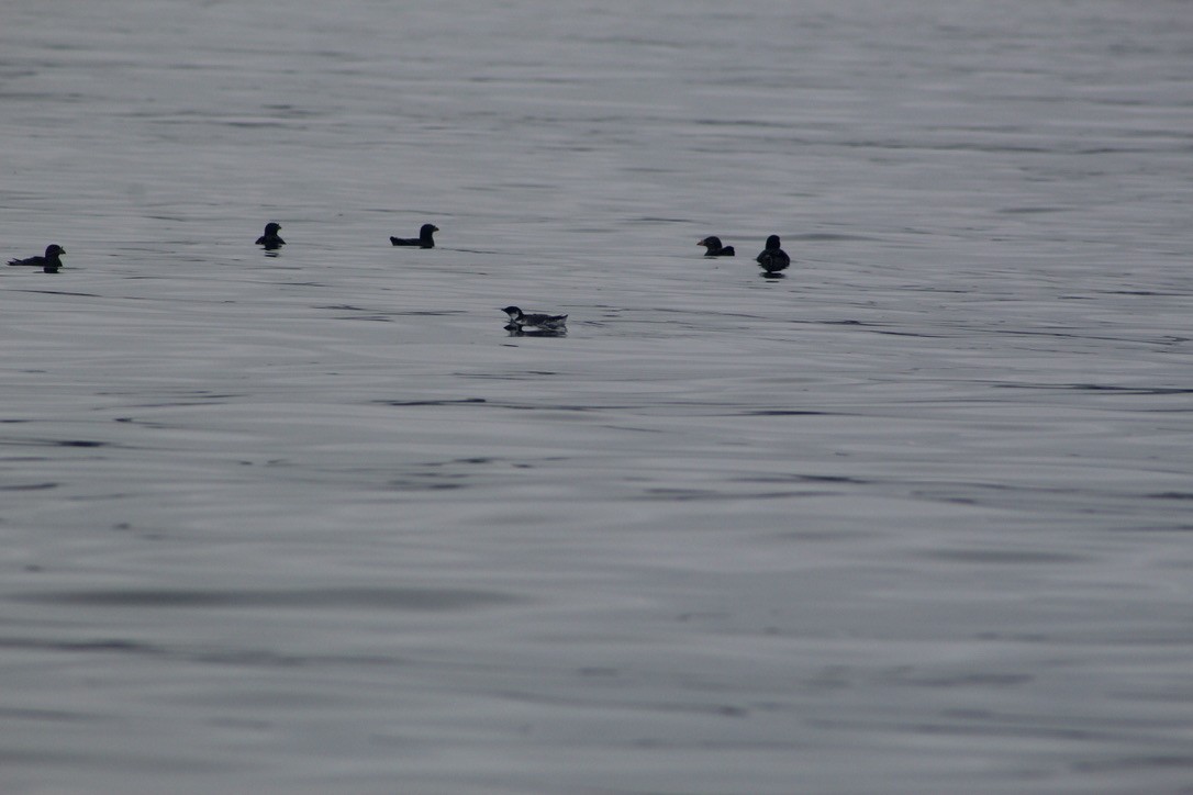 Ancient Murrelet - ML600135971