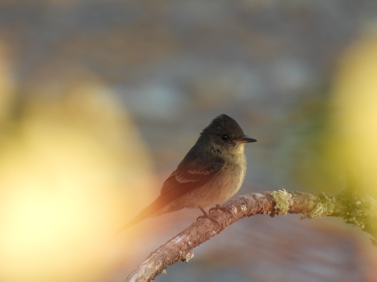 Western Wood-Pewee - ML600136561