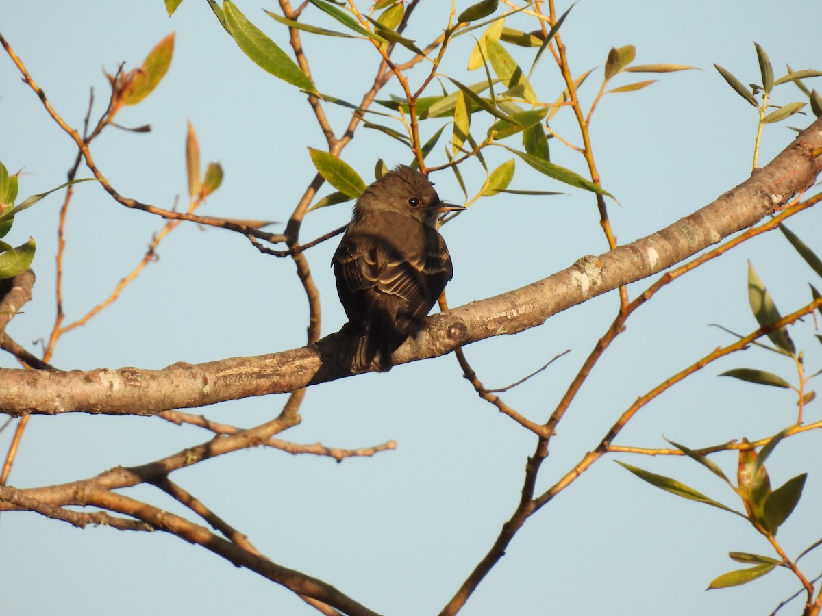 Western Wood-Pewee - ML600136601