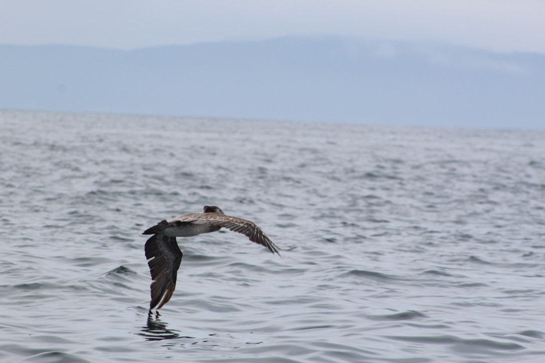 Brown Pelican - ML600137541