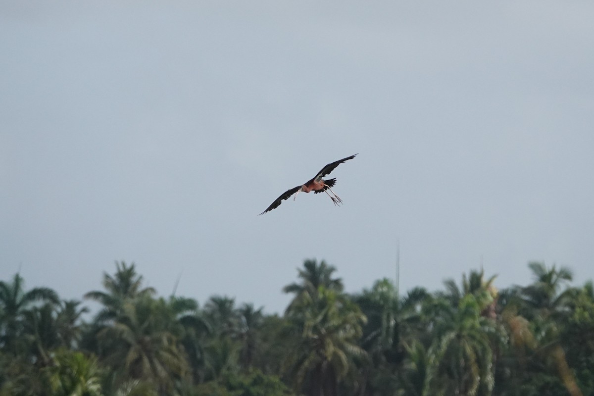 ibis hnědý - ML600137661