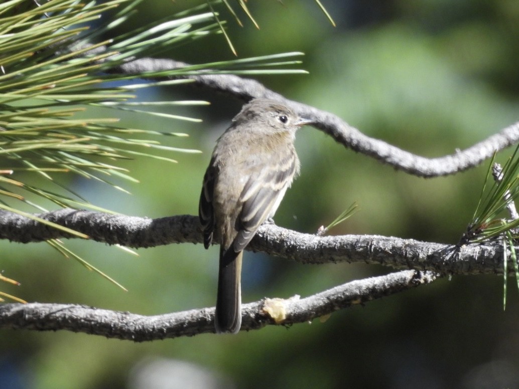 Dusky Flycatcher - ML600138301