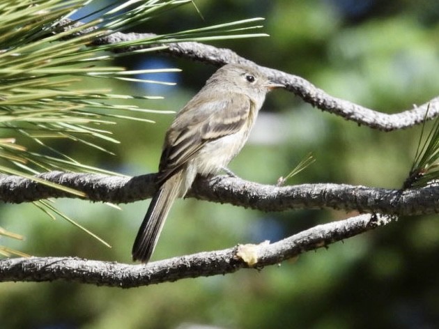 Dusky Flycatcher - ML600138311