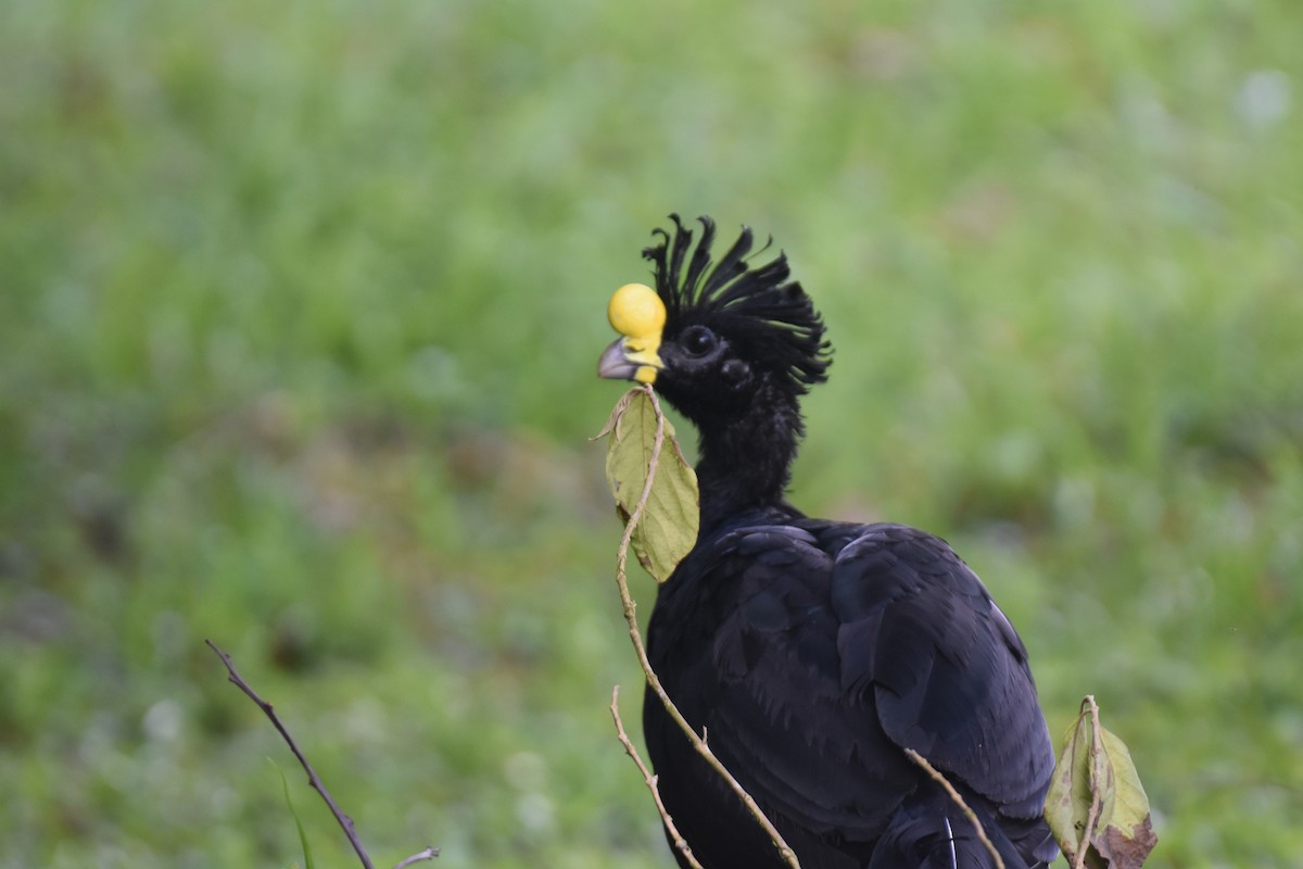 Great Curassow - ML600138501