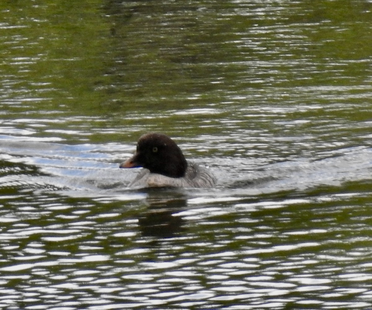 Barrow's Goldeneye - Craig Jackson