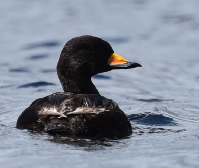 Black Scoter - ML60013861