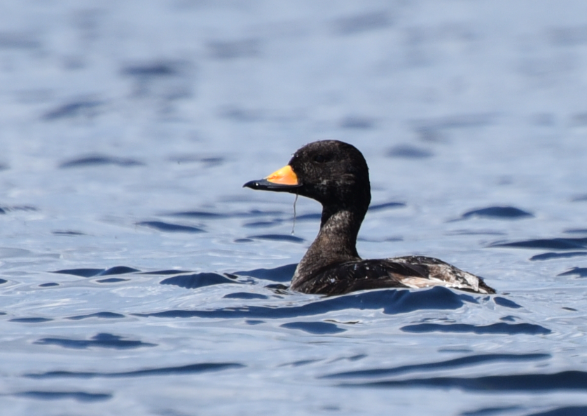 Black Scoter - ML60013871