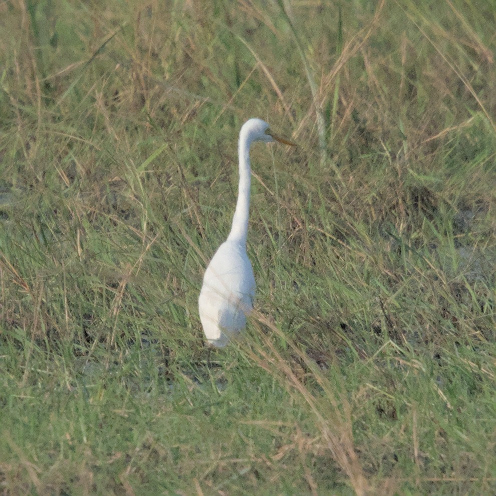 Yellow-billed Egret - Manuel Morales