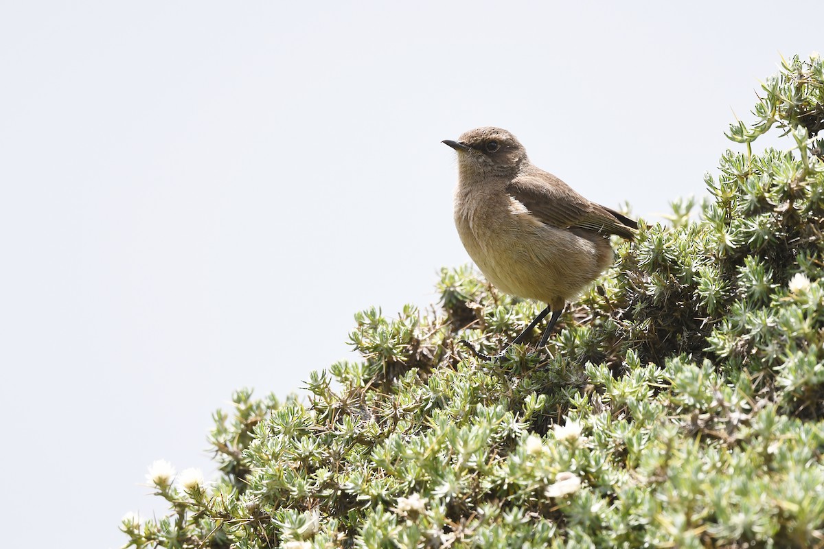 Moorland Chat (Abyssinian) - Paul Shaffner