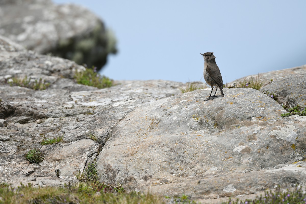 Moorland Chat (Abyssinian) - Paul Shaffner