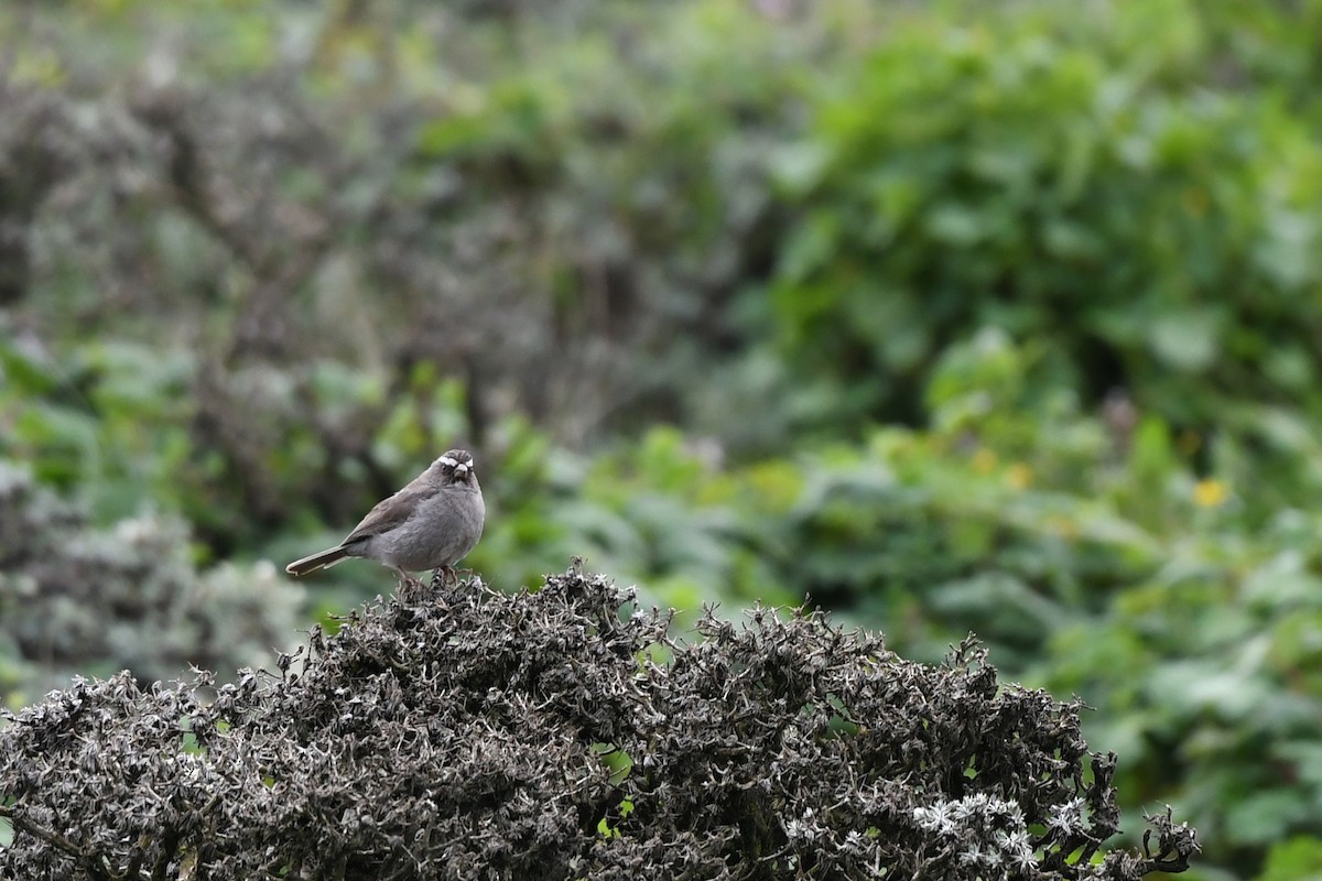 Brown-rumped Seedeater - Paul Shaffner