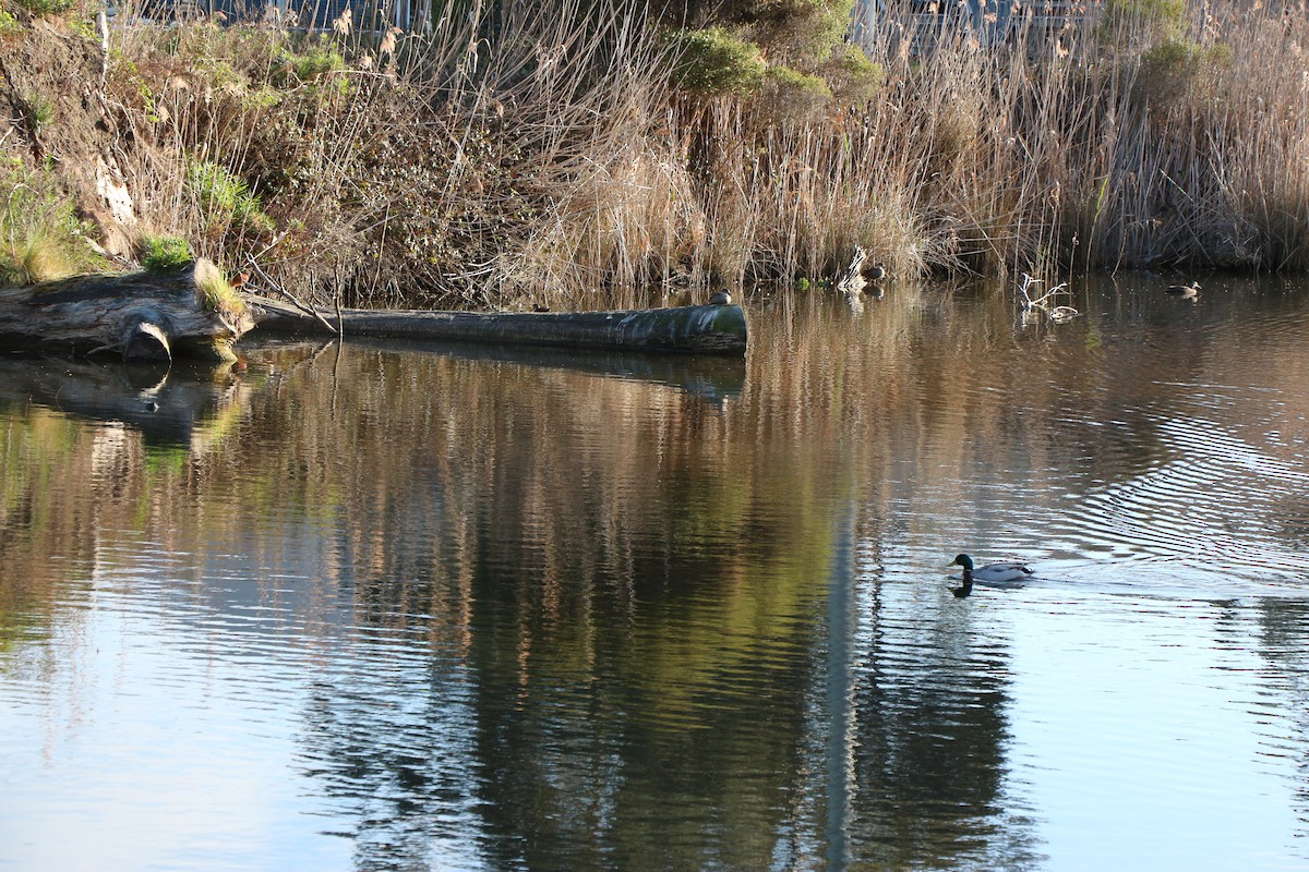 Mallard - Pauline and Ray Priest