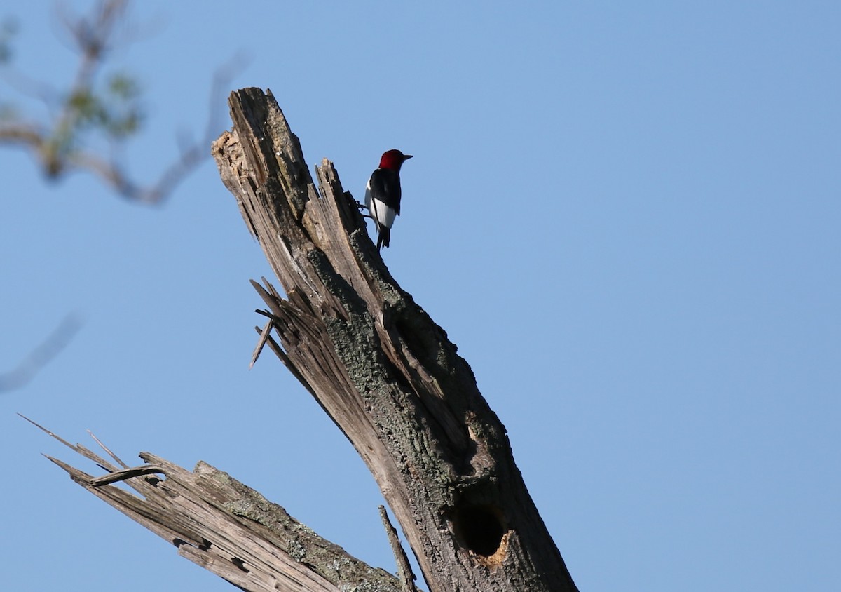 Red-headed Woodpecker - ML60014161