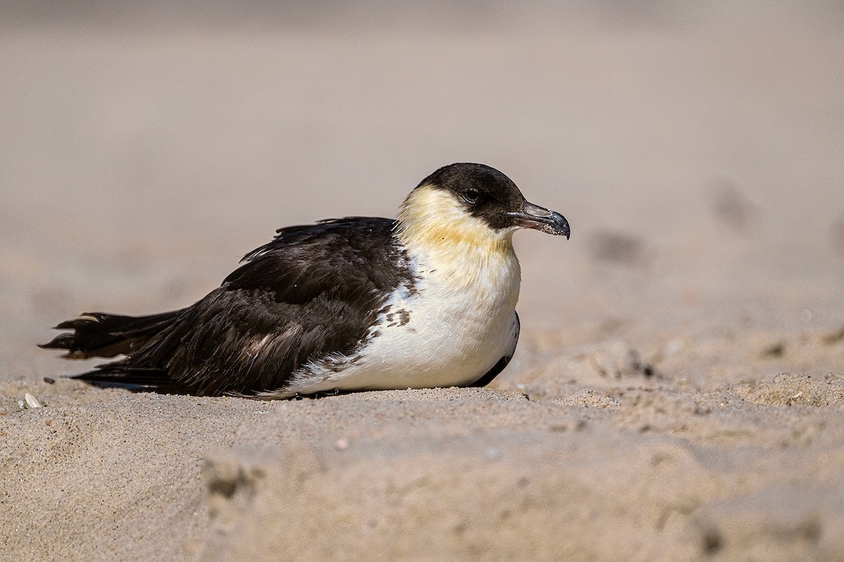 Pomarine Jaeger - Donna Schulman