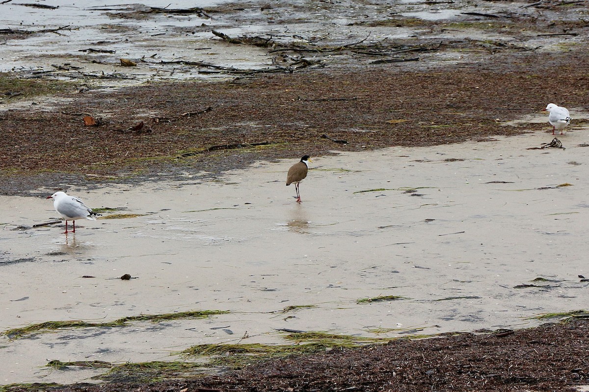 Masked Lapwing - ML600142691