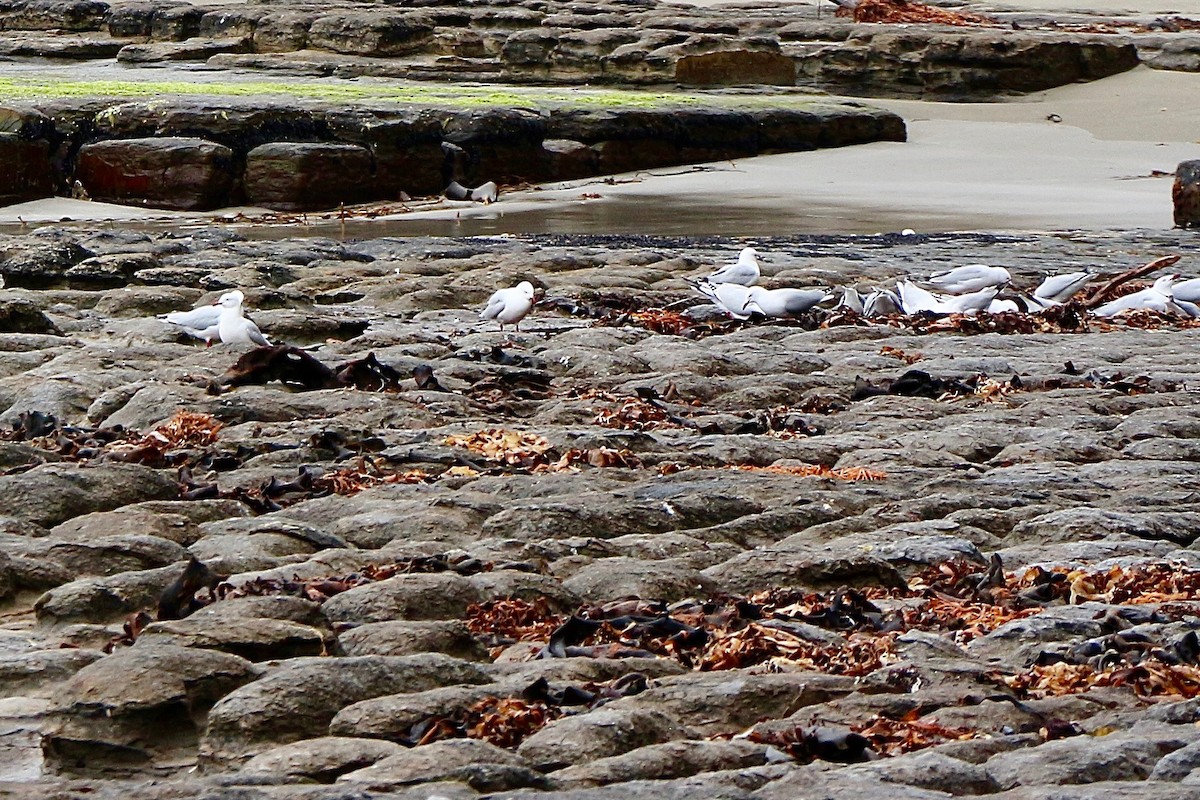 Mouette argentée - ML600142741