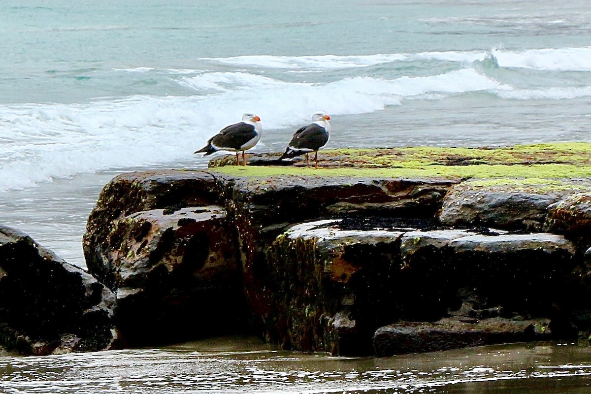 Pacific Gull - Pauline and Ray Priest