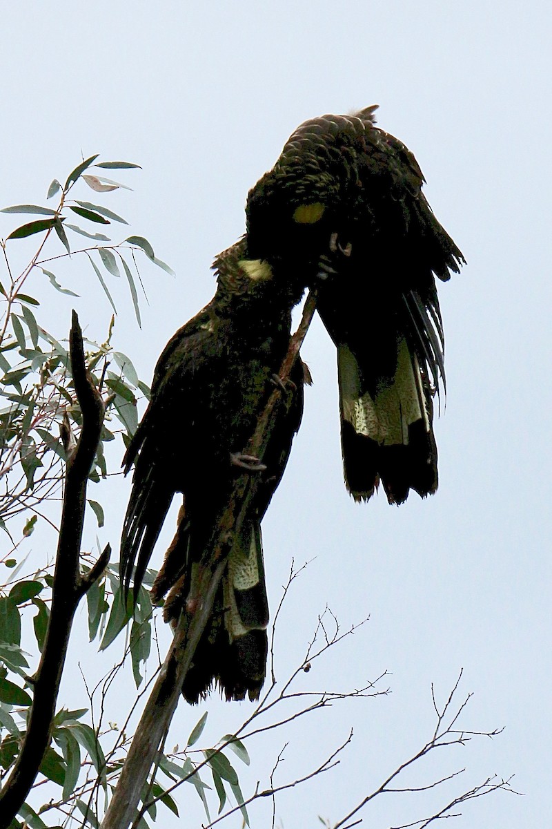 Cacatúa Fúnebre Coliamarilla - ML600142941