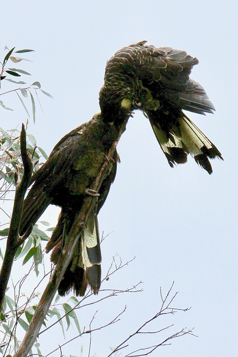 Cacatúa Fúnebre Coliamarilla - ML600142961