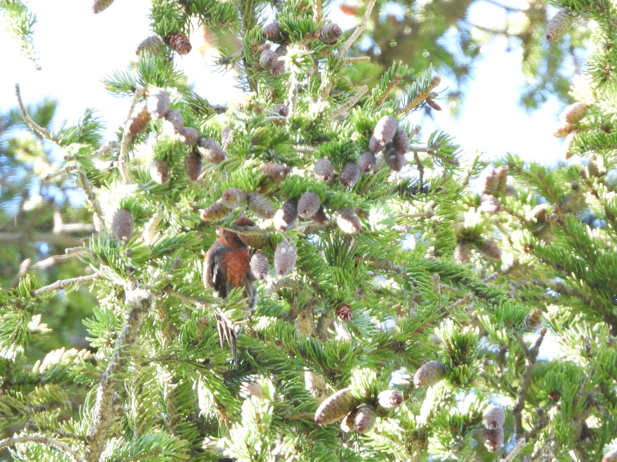 White-winged Crossbill - ML600143881