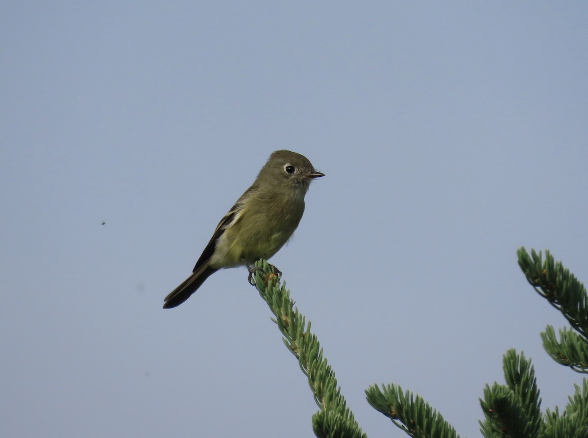 Hammond's Flycatcher - Jeff Walters