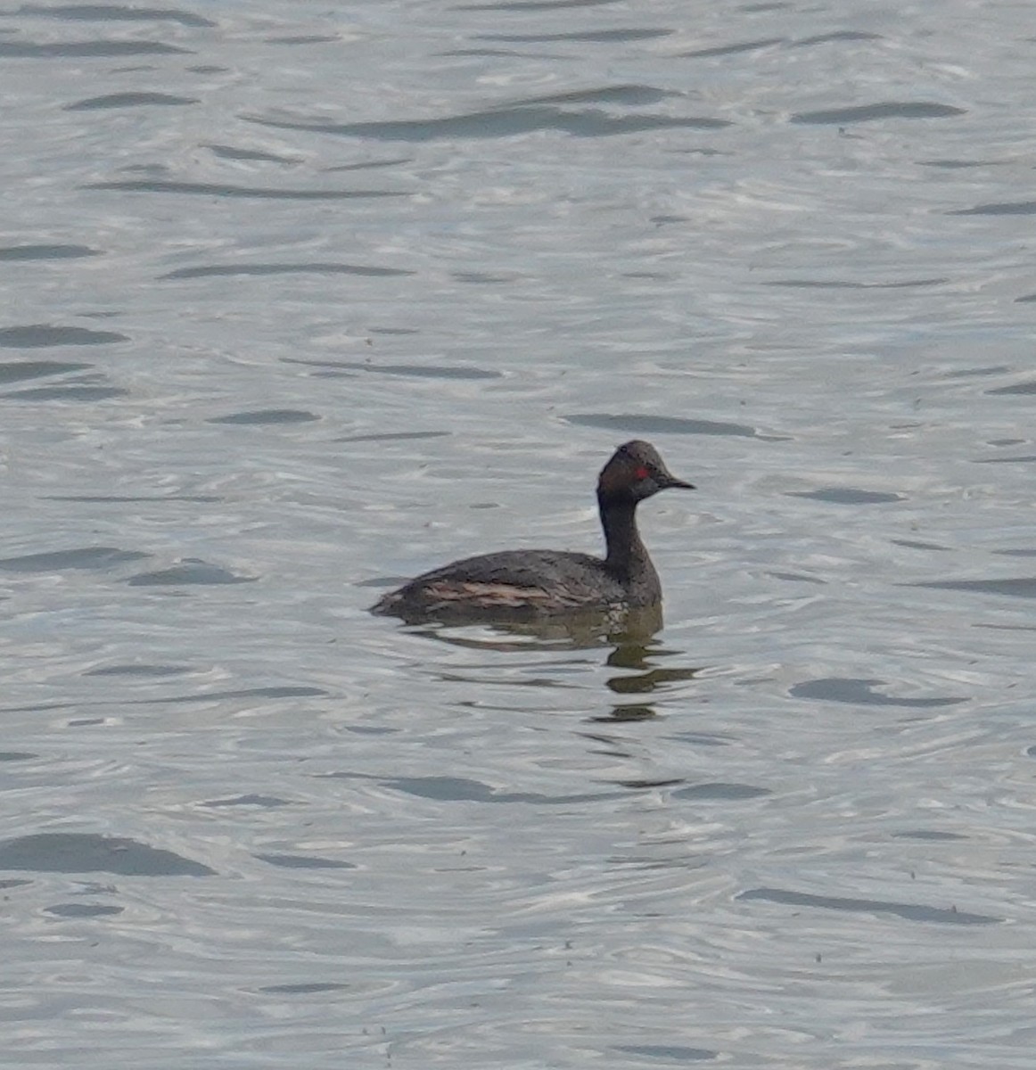 Eared Grebe - ML600146551