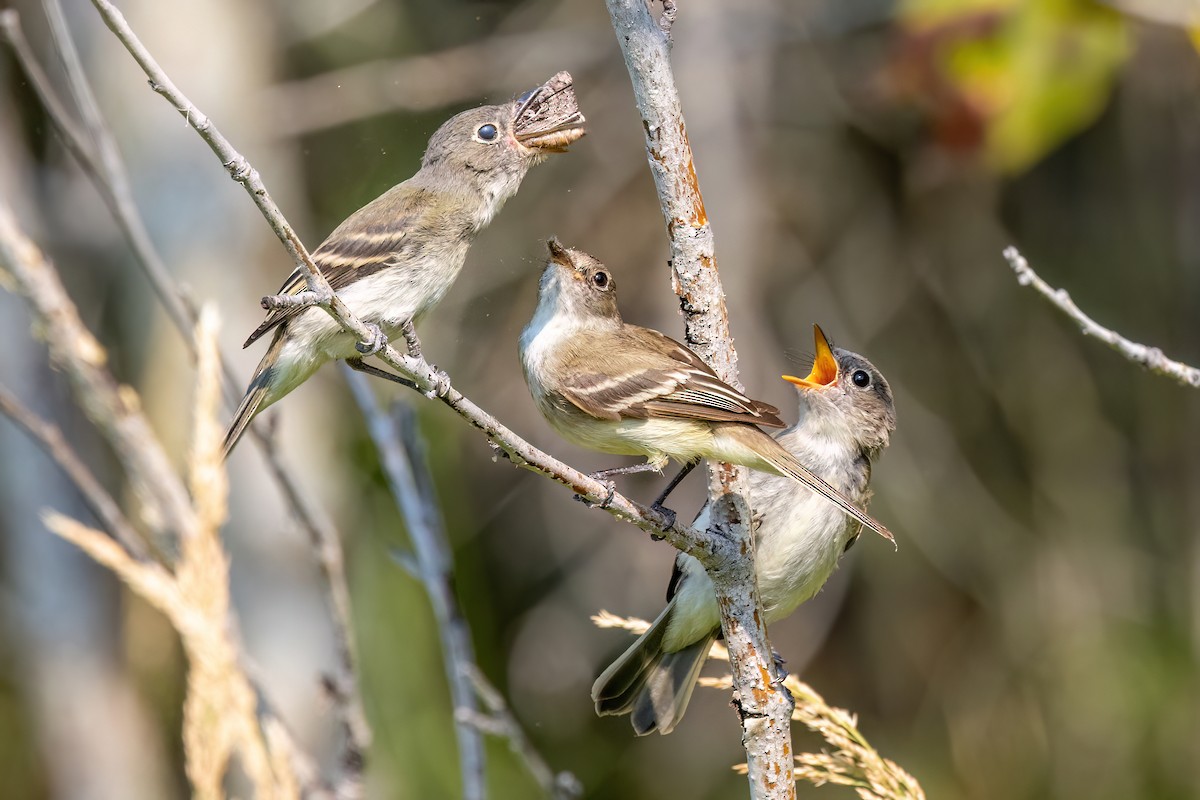 Least Flycatcher - ML600146601