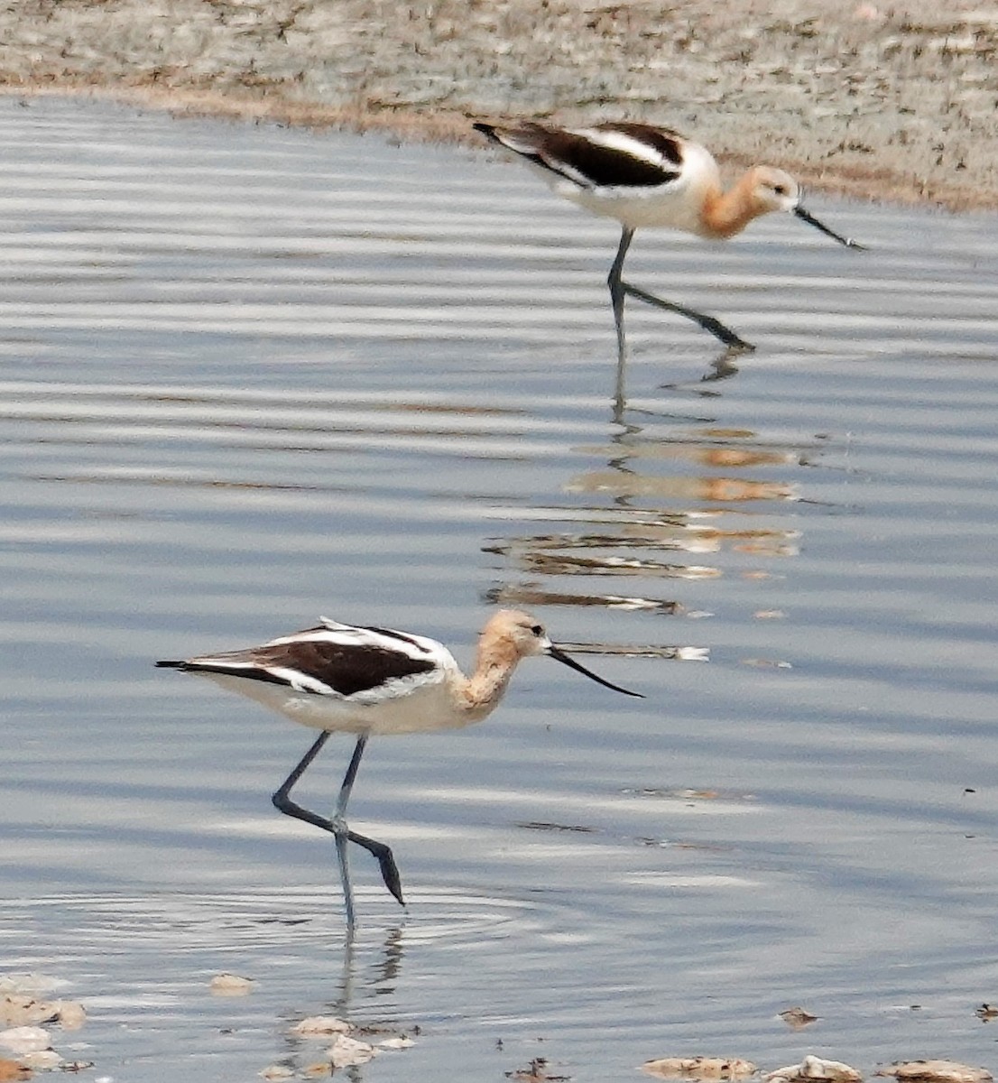 Avocette d'Amérique - ML600146881