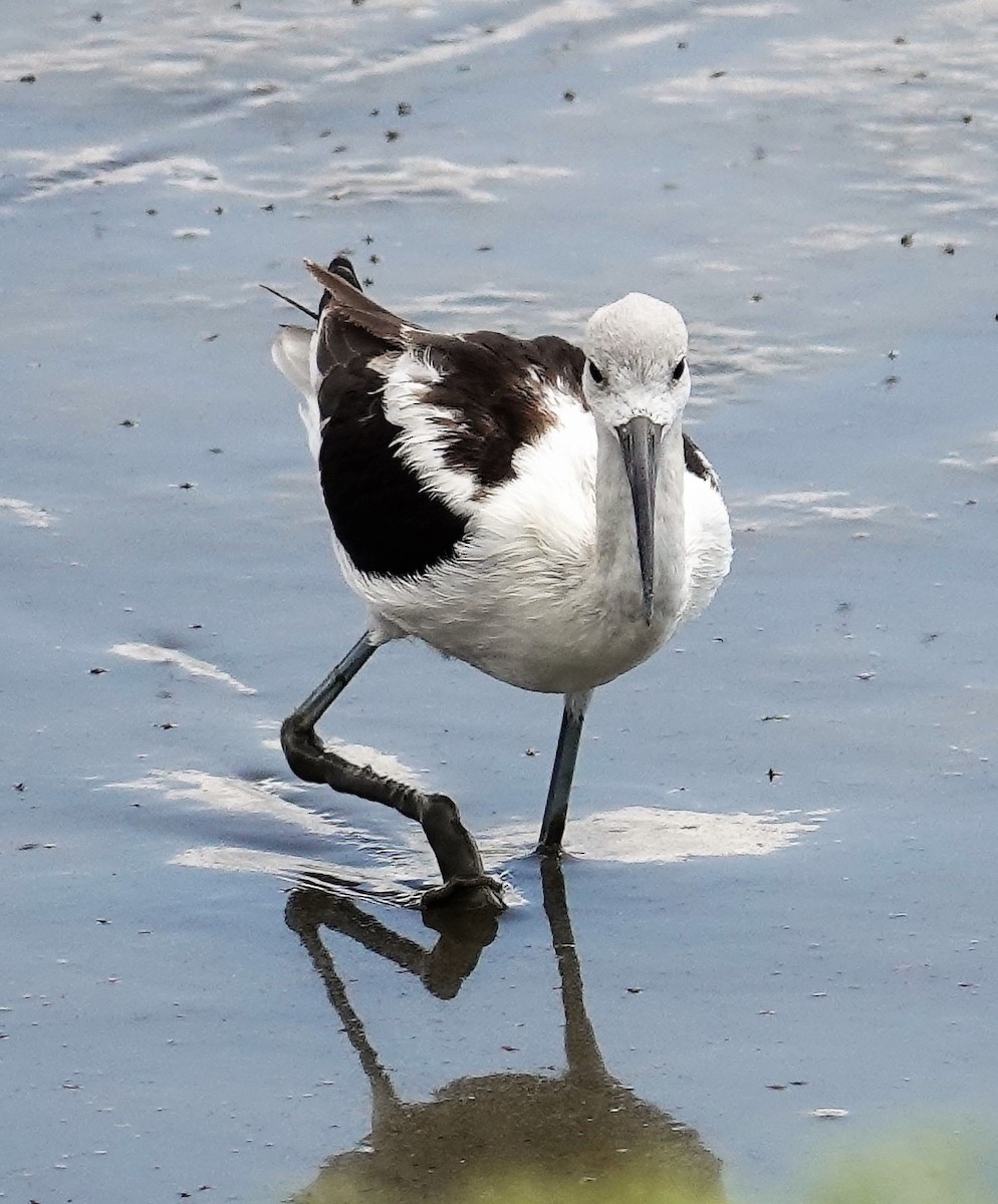 Avocette d'Amérique - ML600146891