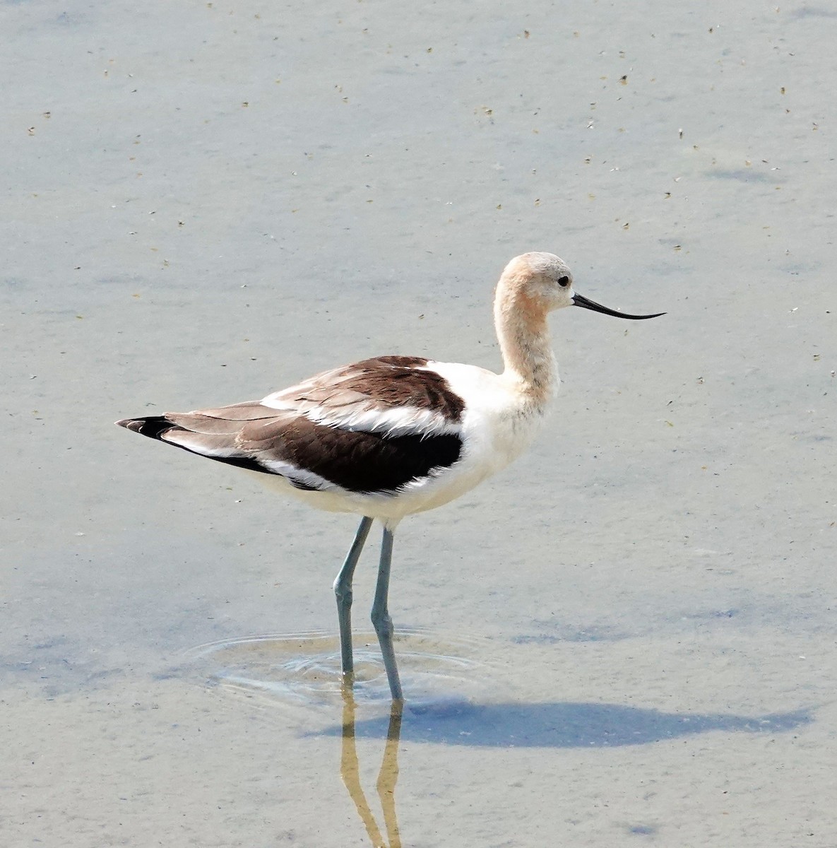 Avocette d'Amérique - ML600146901