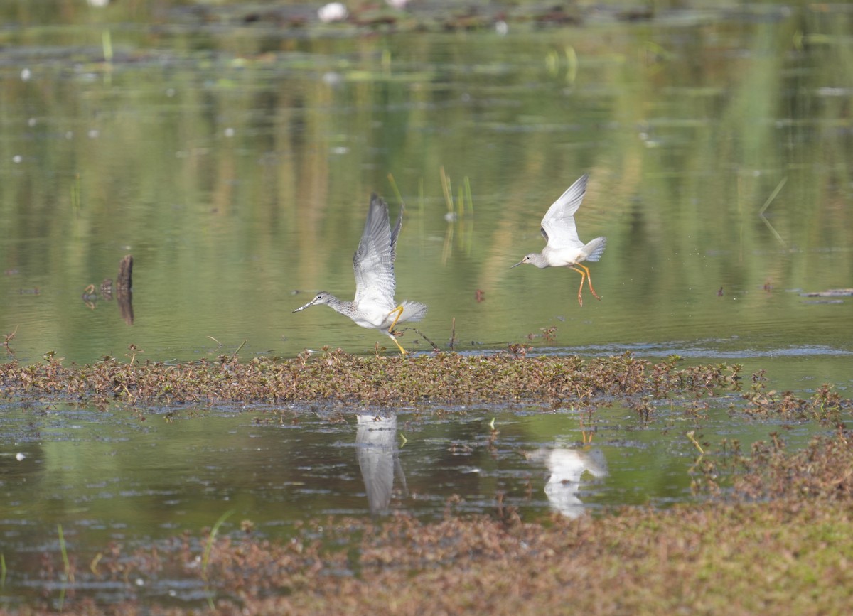 Greater Yellowlegs - ML600146981